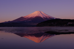 紅富士