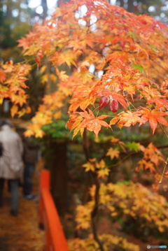 晩秋の彩り