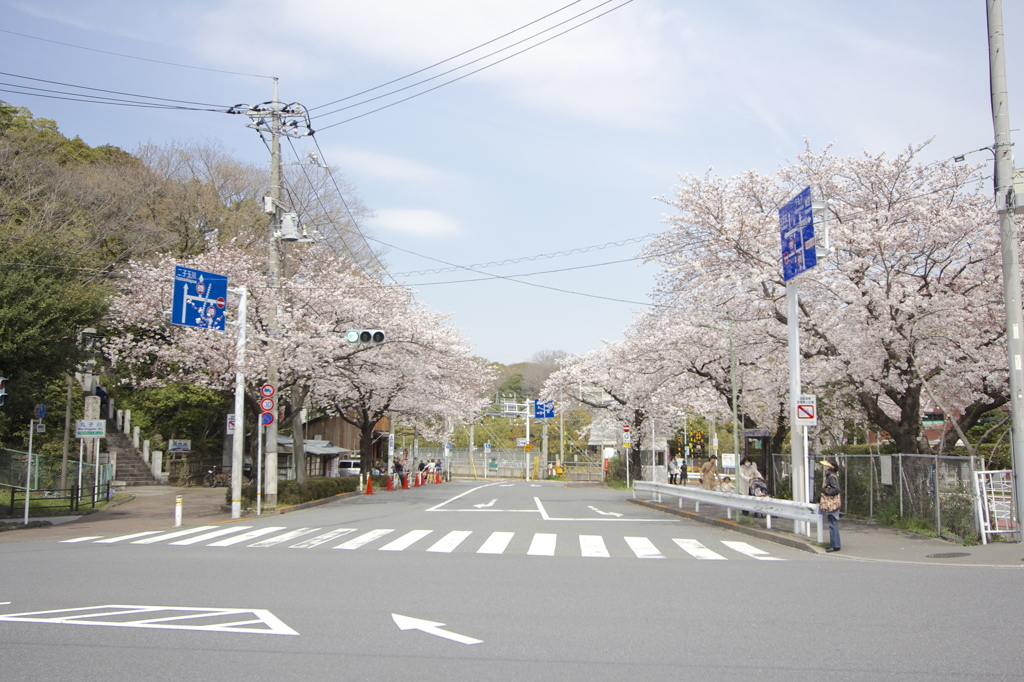 春の交差点