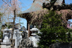 久喜の桜１