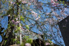 久喜の桜２