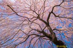 桜しぐれ