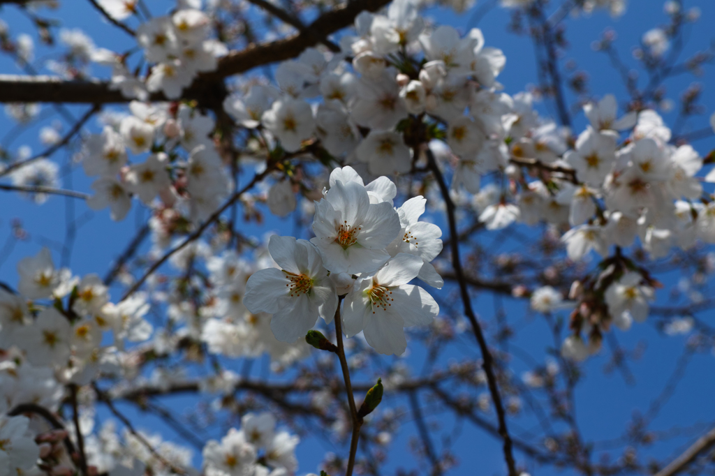 昨年の桜