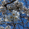 昨年の桜