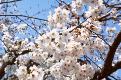 寺桜