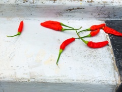 Pedas 
