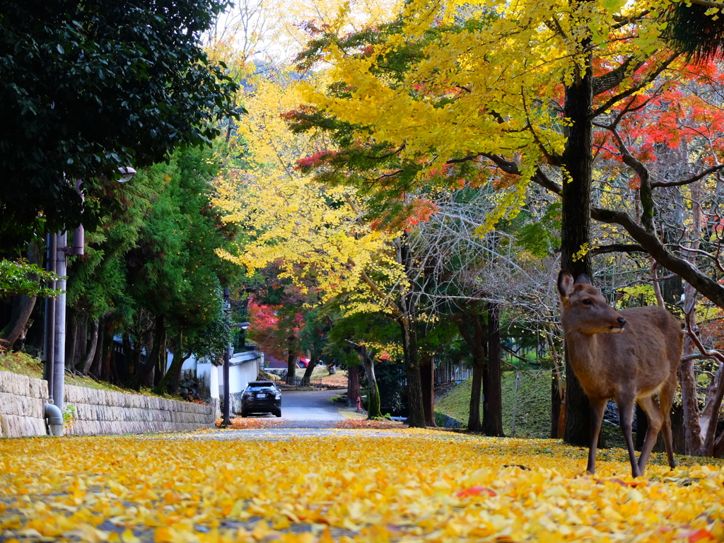 Nara