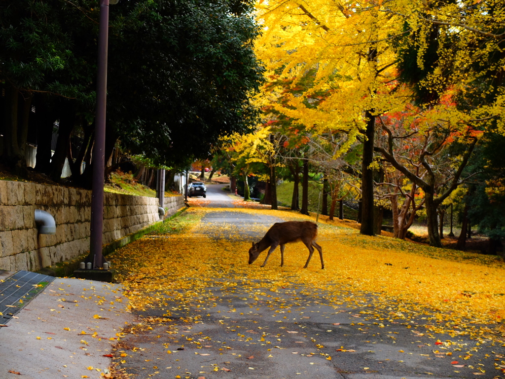 Nara