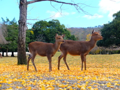 Nara