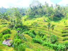 Bali 