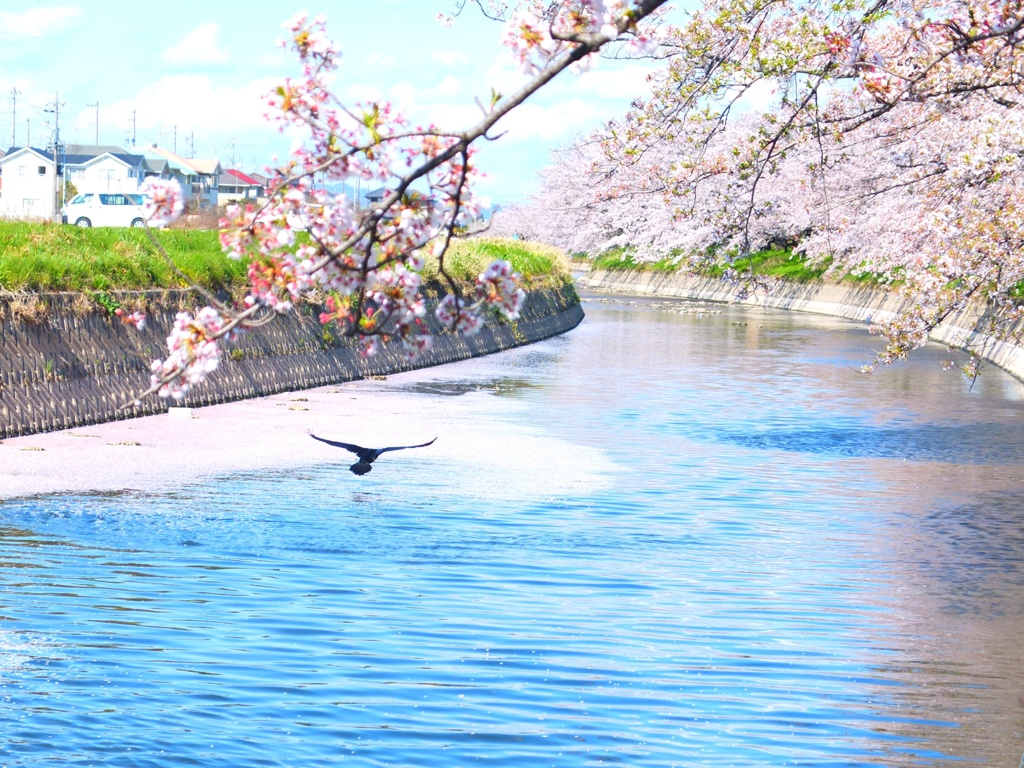 とり