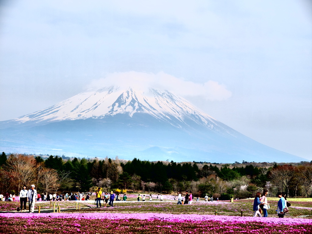 富士桜