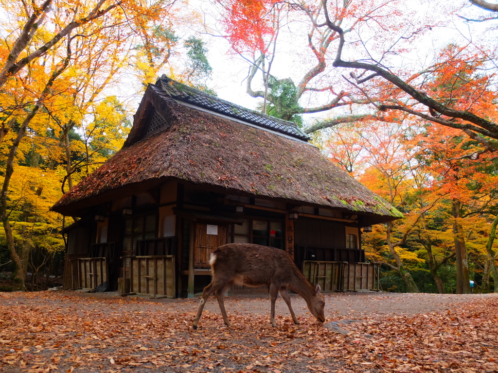 紅葉