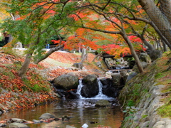 紅葉