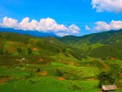 山