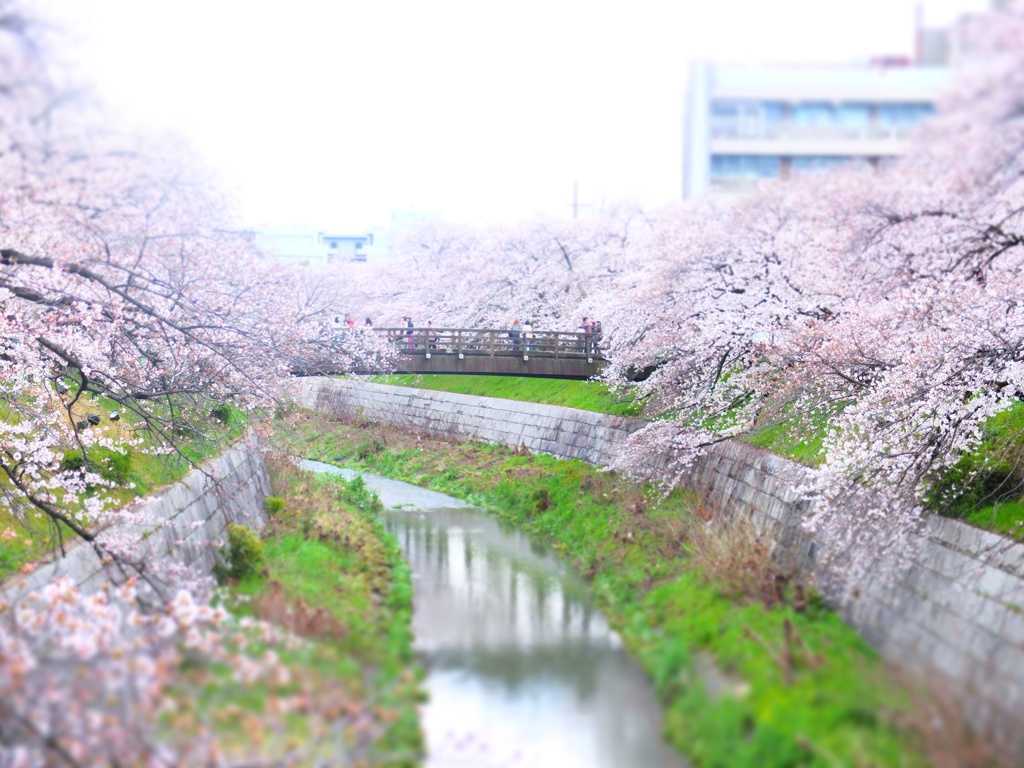 さくら