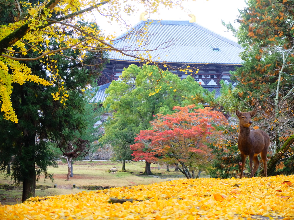 東大寺