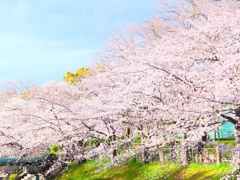 さくら