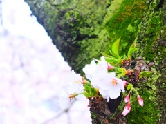 さくら