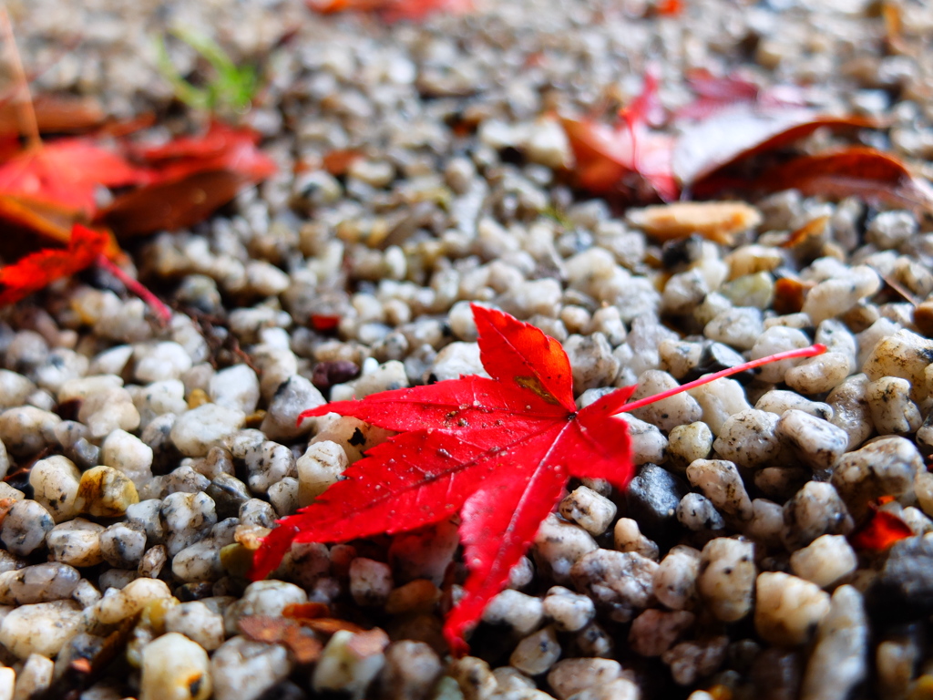 紅葉