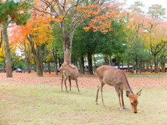 奈良公園の秋