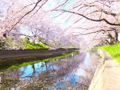 Sakura 
