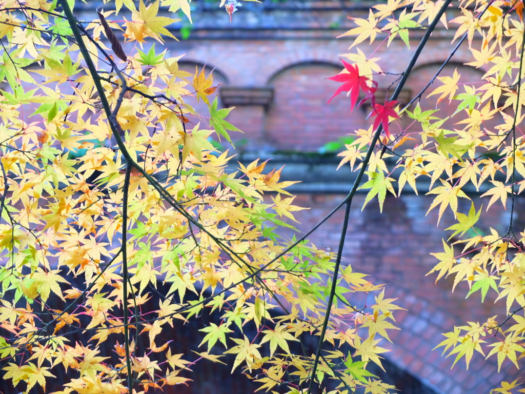 紅葉