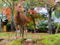 奈良公園のシカ