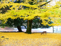 Nara