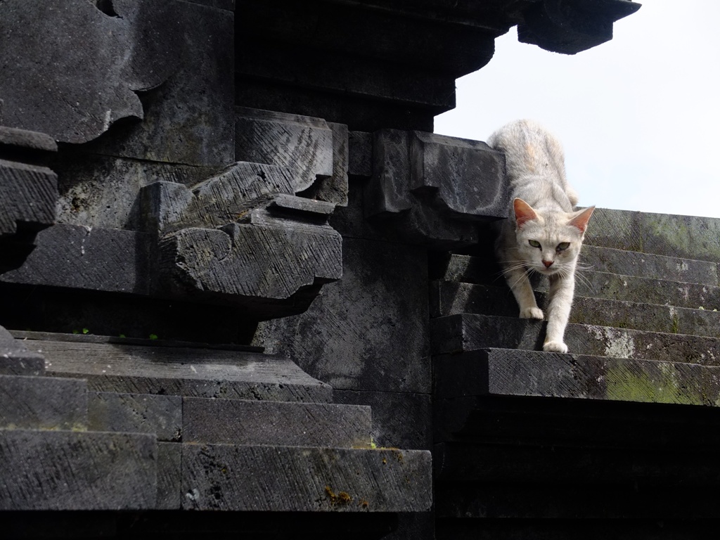 ねこ