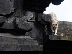 ねこ
