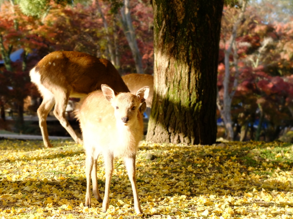 Nara