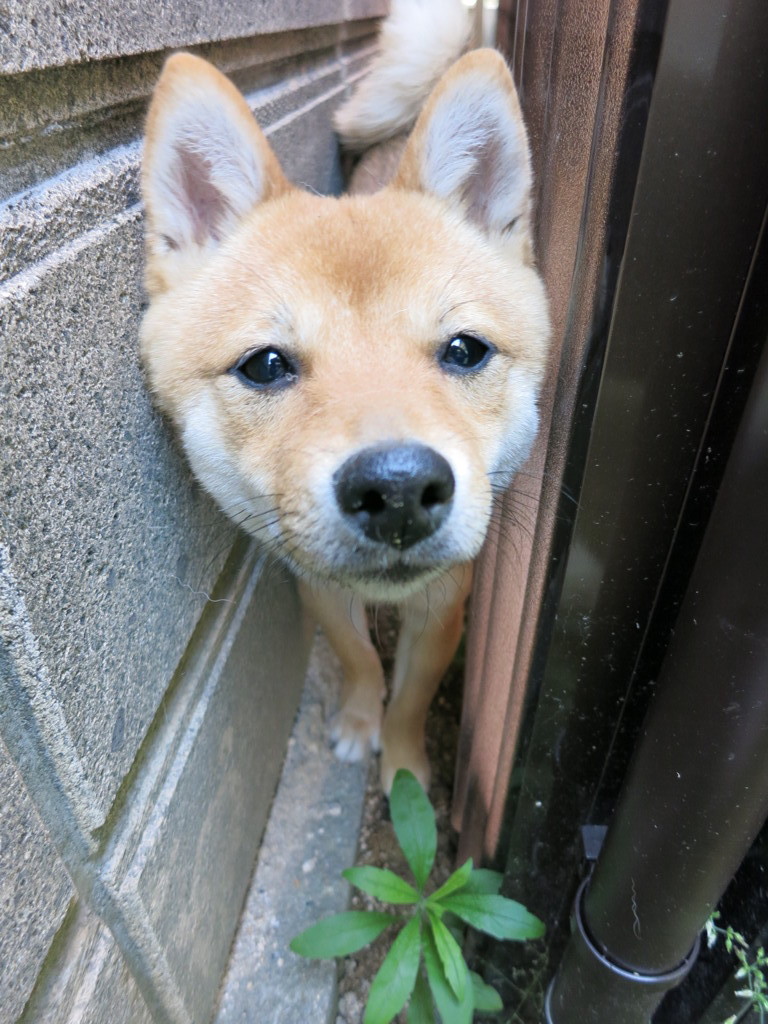 柴犬・きなこ