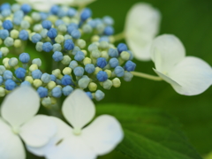 紫陽花