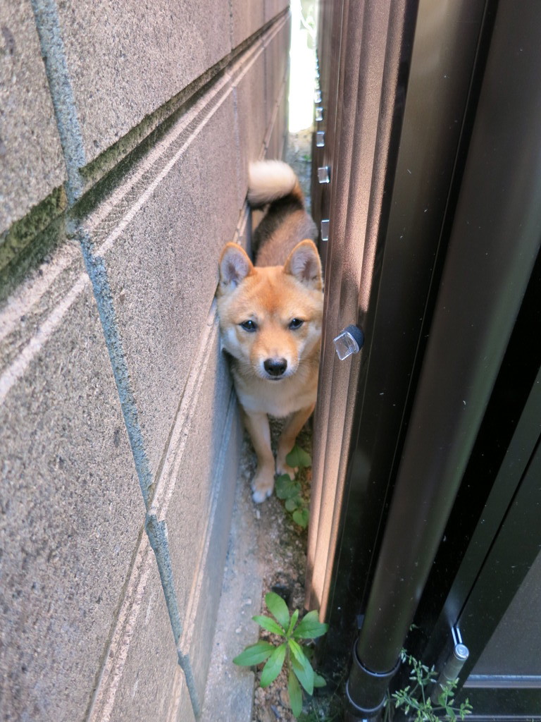 柴犬・きなこ