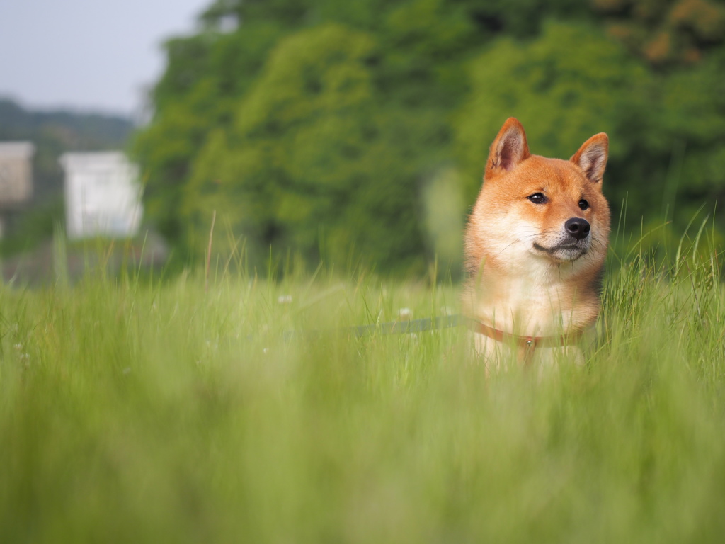 柴犬・わらび