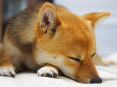 柴犬・きなこ