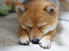 柴犬・きなこ