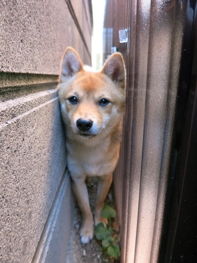 柴犬・きなこ