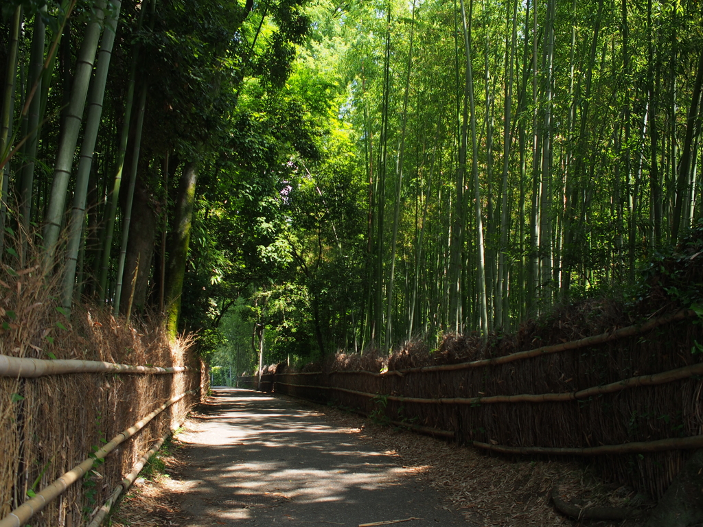 竹林の小路
