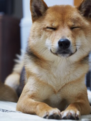 柴犬・わらび