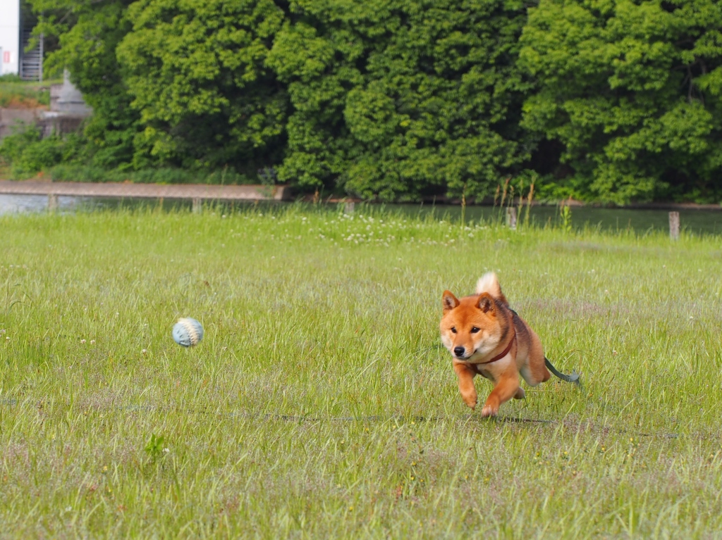 柴犬・わらび