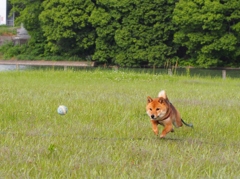 柴犬・わらび