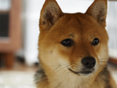 柴犬・きなこ