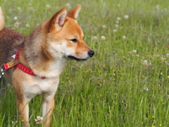 柴犬・きなこ