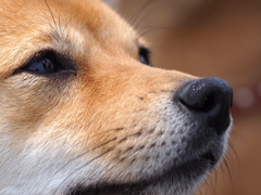 柴犬・きなこ