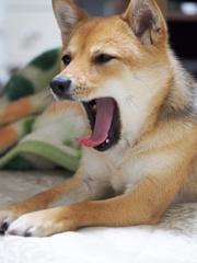 柴犬・きなこ