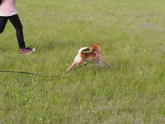 柴犬・きなこ