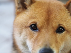 柴犬・わらび