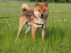 柴犬・わらび
